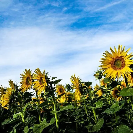 Hockslee * Goebelsmuhle