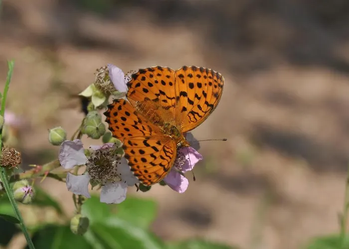 Chalet Hockslee Goebelsmuhle