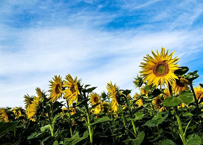 Hockslee * Goebelsmuhle